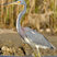 Tricolored Heron